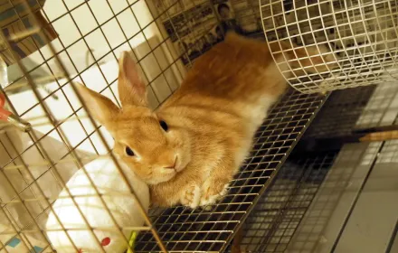 来週、うさぎがうちに来ます！