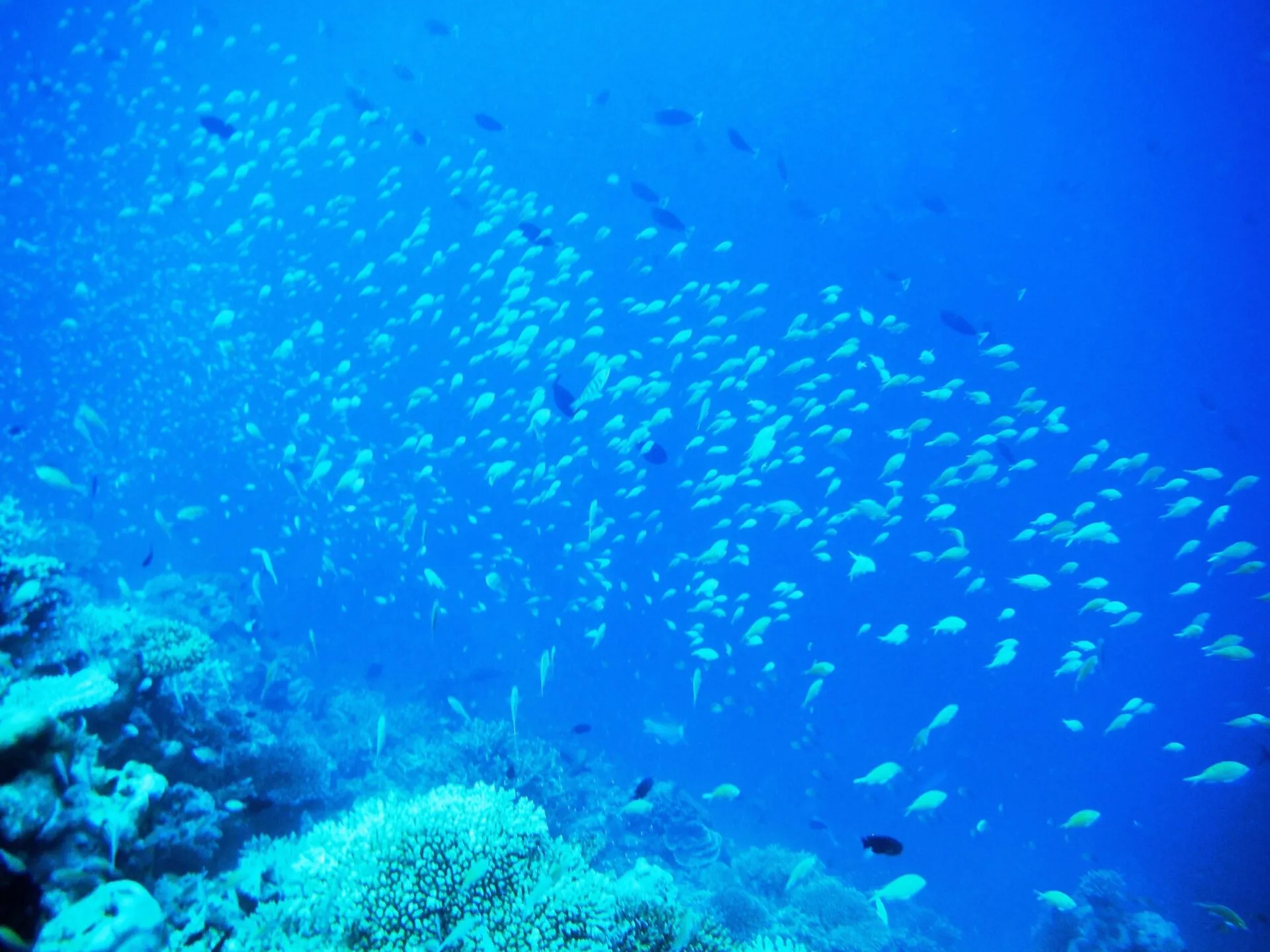 カラフルな熱帯魚