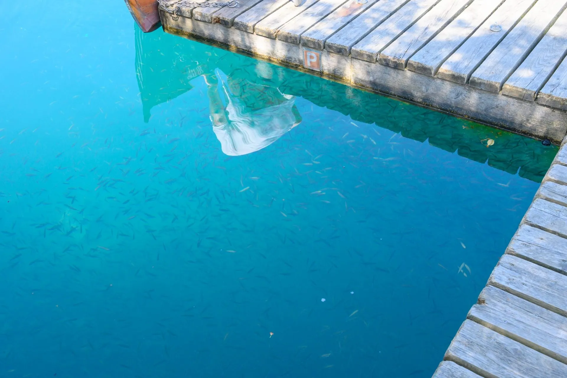 湖の小魚たち