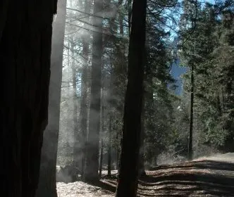 Yosemite国立公園に行ってきました