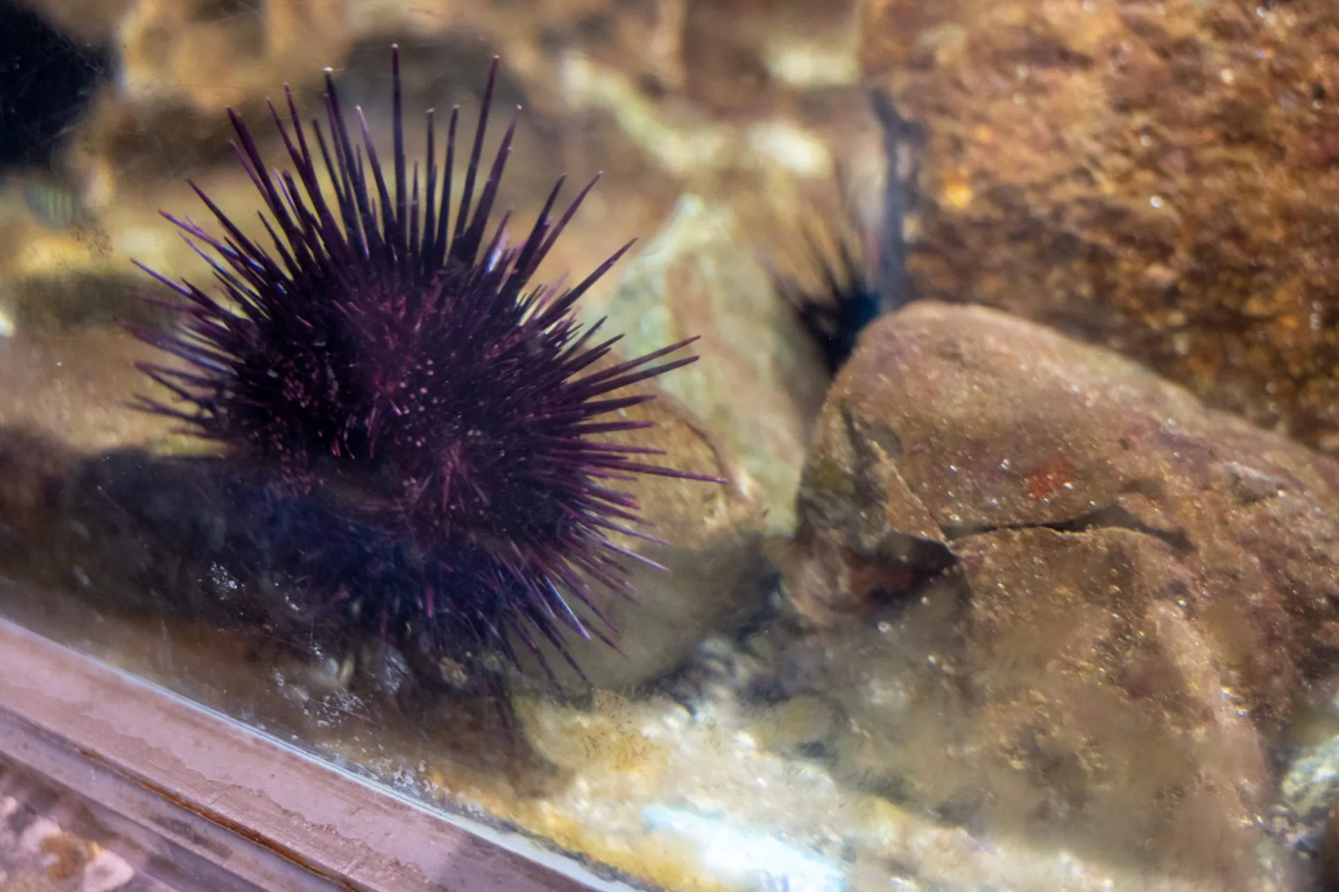 鴨川シーワールドの展示