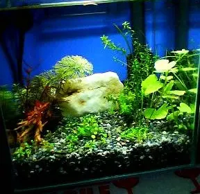 熱帯魚 7日目