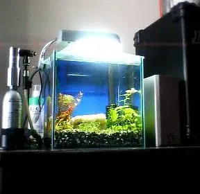水草