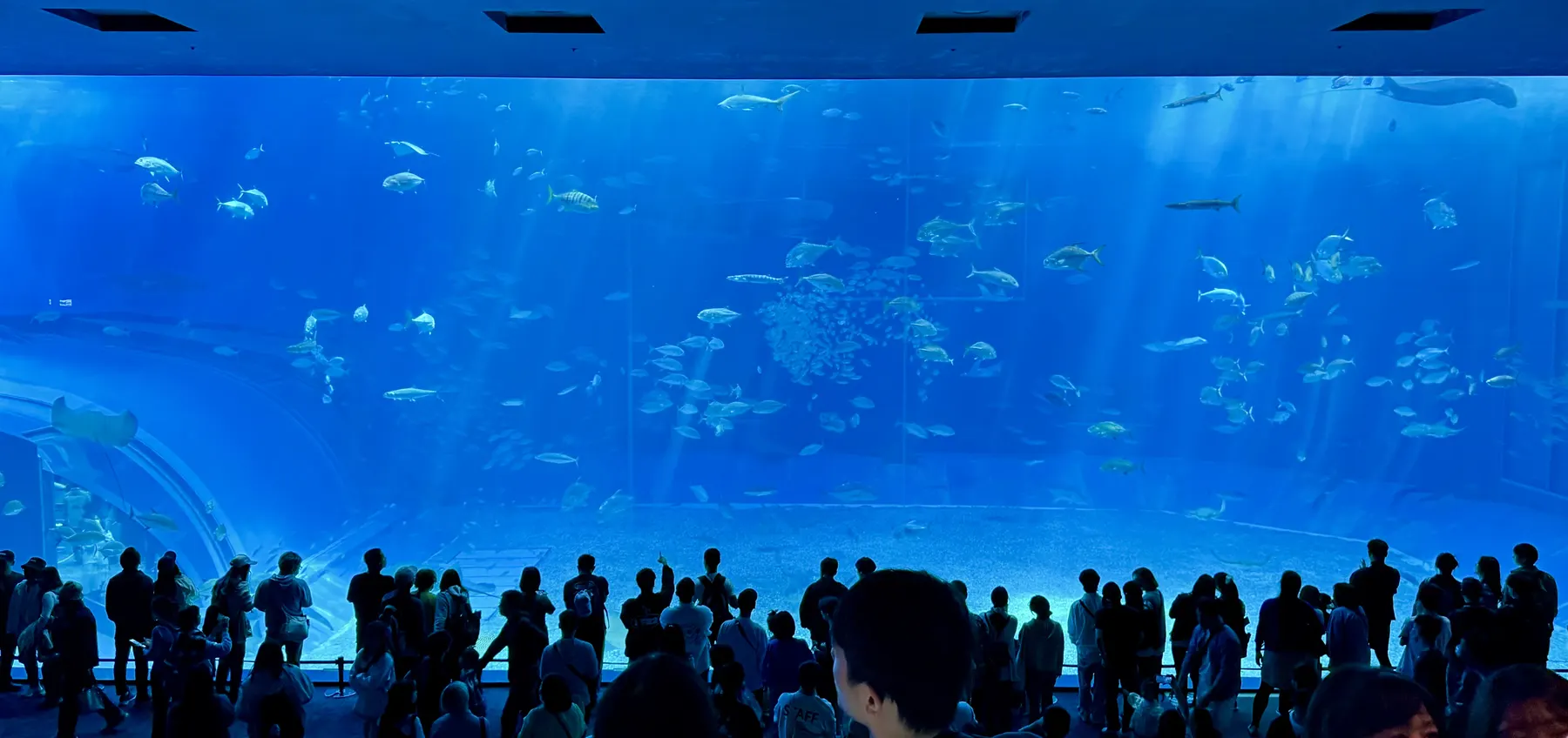 黒潮の海の大水槽