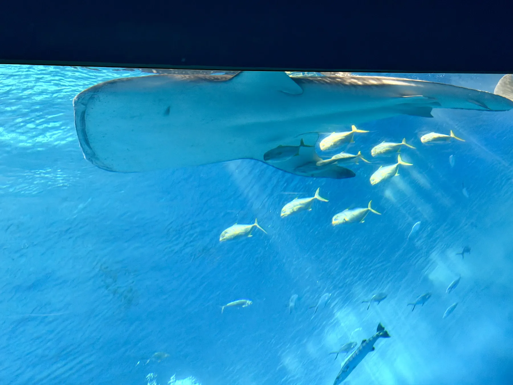 ジンベエザメと魚の群れ