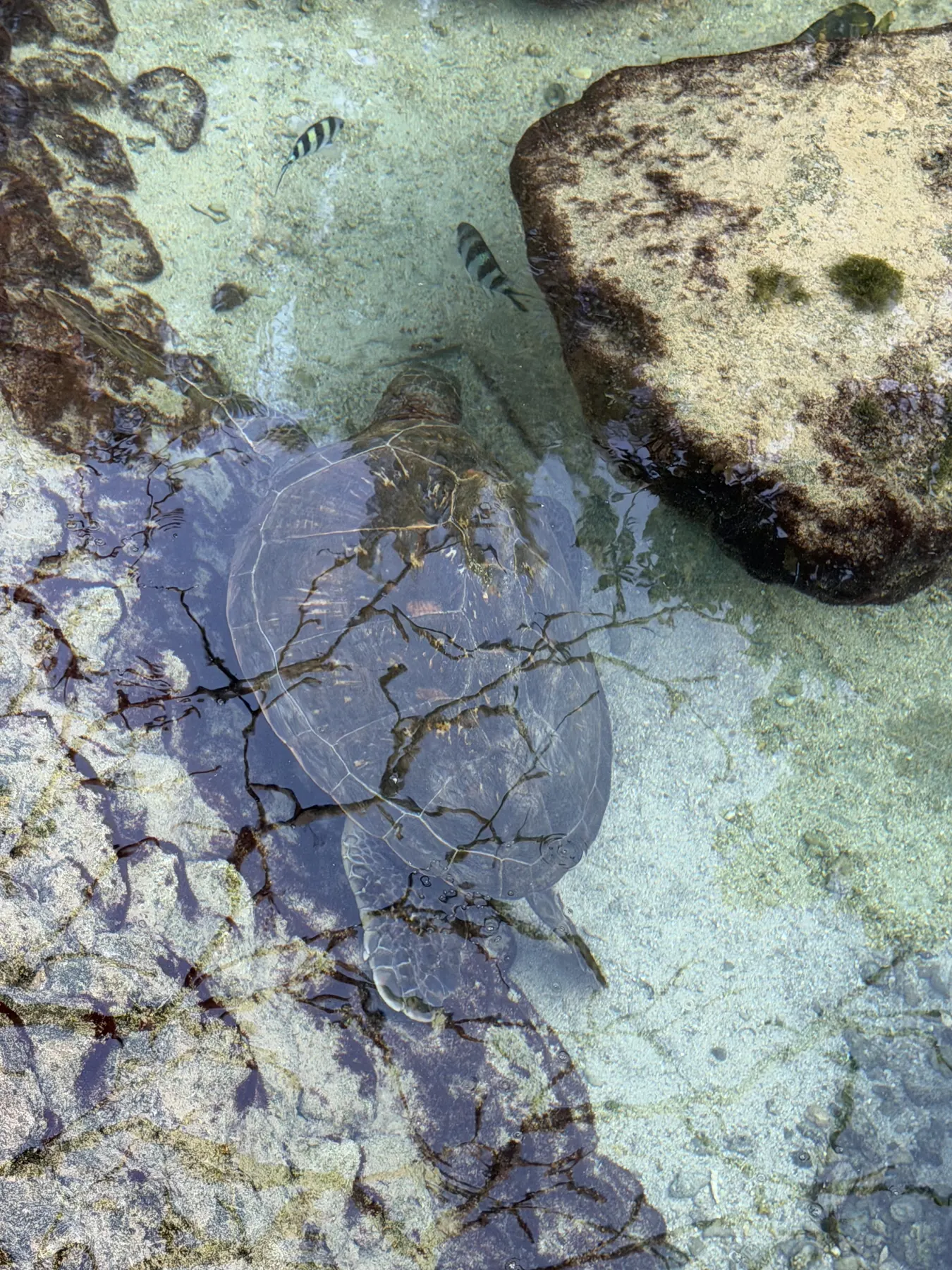 池の中のウミガメ