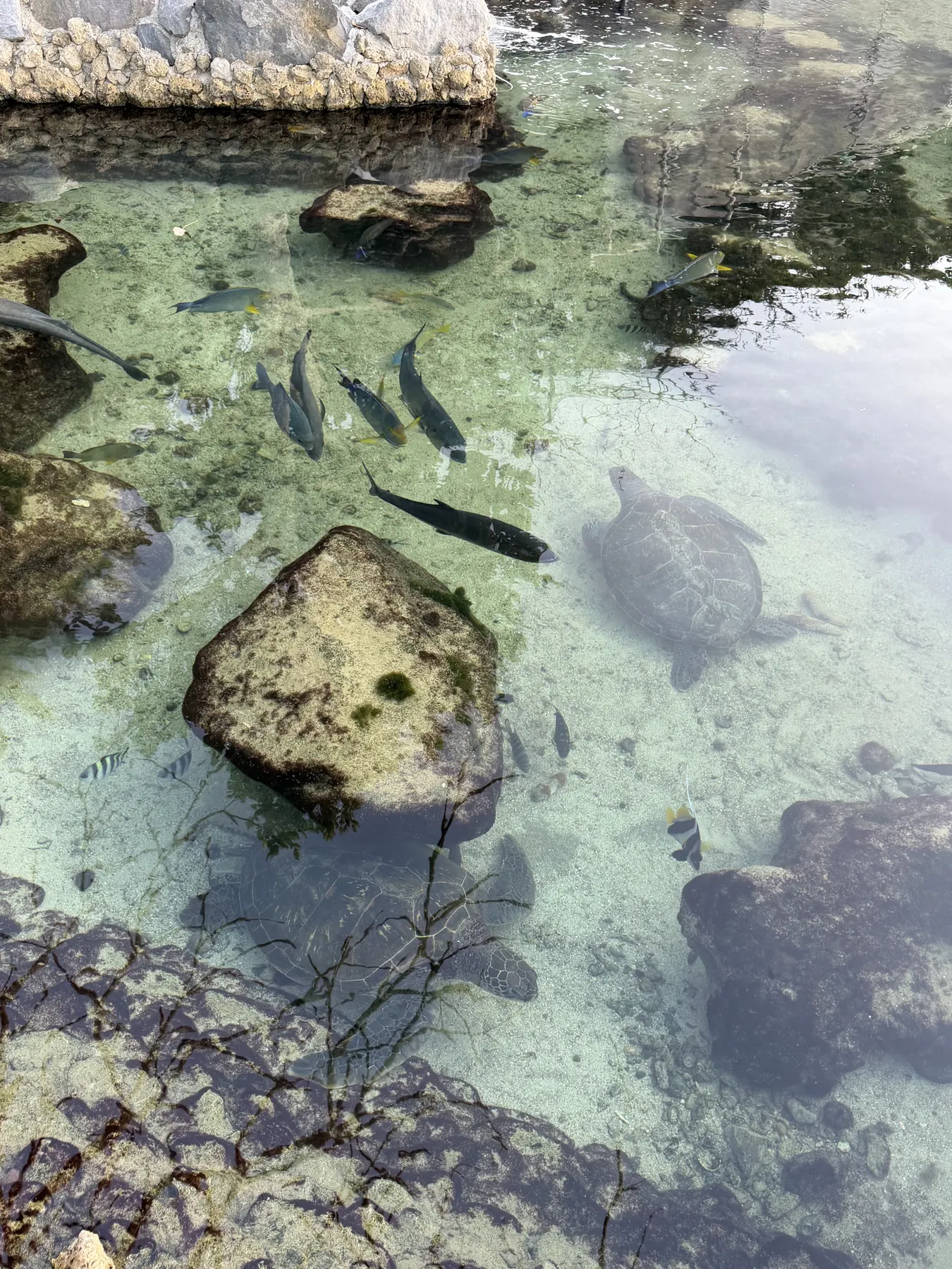 ウミガメと魚